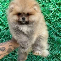 سگ پامر خرسی نسکافه ای روشن شکلاتی کیفیت عالی|سگ|مشهد, اقبال|دیوار