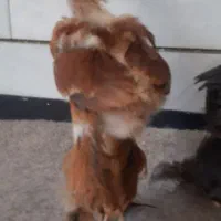جوجه برهما دو ماه ونیمه