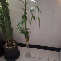درختچه طبیعی آپارتمانی بامبو گلدان خارجی پرند|گل و گیاه طبیعی|پرند, فاز ۱|دیوار