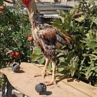 خروس لاری اصیل فروشی معاوضه با مرغ...