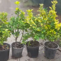 شمشاد طلایی|گل و گیاه طبیعی|چابکسر, |دیوار