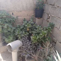 گل های سالم وزیبا|گل و گیاه طبیعی|رامجین, |دیوار