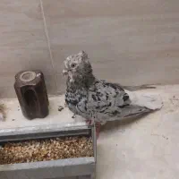 ماده کوهی دم سفید بالغ