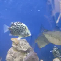 سیلور اسکات|ماهی|ری, سیزده آبان|دیوار