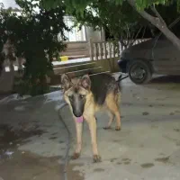 سگ ژرمن شپرد