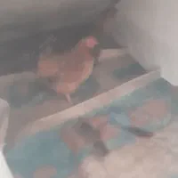 مرغ محلی با ۲جوجه و ۲ مرغ تخم گذار همه باهم ۲۲۵۰