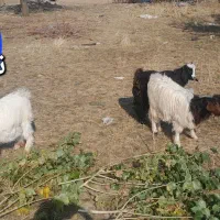 بزغاله چهار عدد