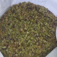 کشمش سبز