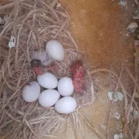 چند جفت فنچ مولد|پرنده|شیراز, شهرک کوشکک|دیوار