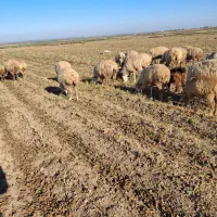 فروش 130 راس گوسفند دامازدخ|حیوانات مزرعه|پارسآباد, |دیوار