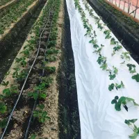 محفظه (مالچ) برای درختان پسته و سایر درختان|خدمات باغبانی و درختکاری|سیرجان, |دیوار