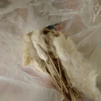 گل پام پاس|گل مصنوعی|شیراز, بریجستون|دیوار