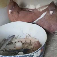 سرخ تخت دم سفید|پرنده|شاهین‌شهر, شهرک گلدیس|دیوار