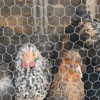 مرغ گلپایگان، کوشین،سلطان گردن لختی