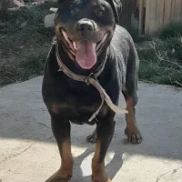 ماده روتوایلر واگذاری معاوضه