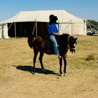 اسب یکسر خارجی