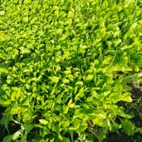 نهال کاهو روغنی