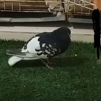 شهری تمیز نر مست بشرط همه چی