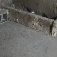 پرنده|پرنده|بروجرد, |دیوار