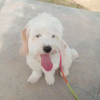 شیتزو گمشده ۲ساله|حیوانات|فشاپویه, |دیوار