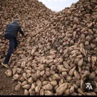 چغندر قند وکاه نیشکر