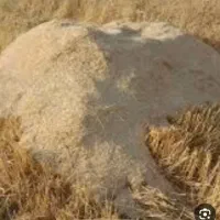 کاه درجه یک برای دامداری