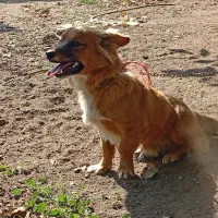 سگ پاکوتاه|سگ|قزوین, |دیوار