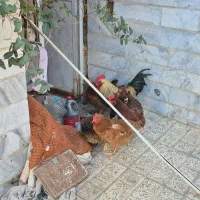 مرغ|حیوانات مزرعه|ماهدشت, |دیوار