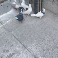 کبوتر