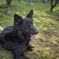 ژرمن نر. شناسنامه دار  کاملا سالم