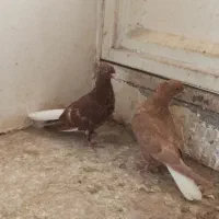 پلاکی .دم سفید