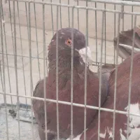 تعداد 9عدد کبوتر شهرستانی یکجا450