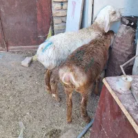 بره  چینی قندوزی تربتی اصل عروسک