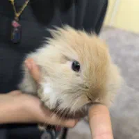 خرگوش مینی لوپ|موش و خرگوش|تهران, مینای شمالی (مخبر)|دیوار