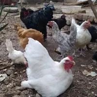 فروش انواع مرغ و خروس