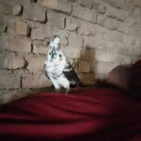 سلام نر سینه سفید کاکل گرفتنی فروشی