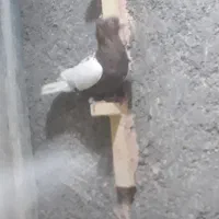 نروماده کمر زردوسرخ|پرنده|سبزوار, امیر کبیر|دیوار