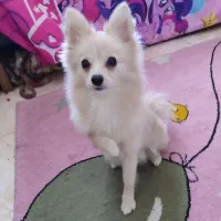 سگ پامرانین