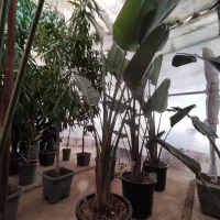 نیکلای ساقه سبز وارداتی