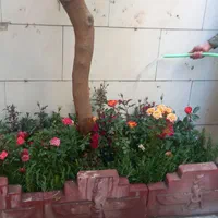 خدمات باغبانی گل کاری درتمام نقاط تهران|خدمات باغبانی و درختکاری|تهران, بهاران|دیوار