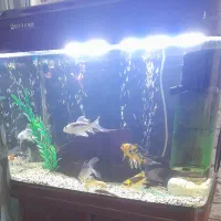 ماهی کوی درجه یک