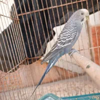 مرغ عشق ماده زیبا|پرنده|بهبهان, |دیوار