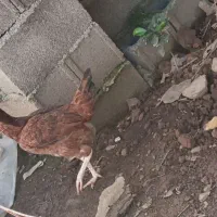 خروس محلی مرغ محلی مرغ لاری|حیوانات مزرعه|ماکلوان, |دیوار