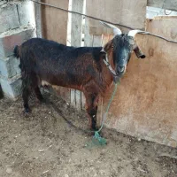 فروش بز افغانی با بز لری با میش عوض میشه