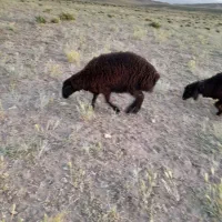 بره نر ماده