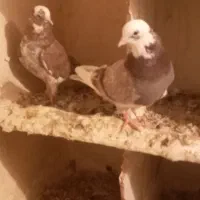 هفترنگ|پرنده|هامون, |دیوار