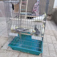 پرنده عروس هلندی