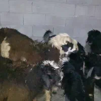 گوشت بره|حیوانات مزرعه|مسجد سلیمان, |دیوار