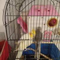 مرغ عشق پروانه ایی