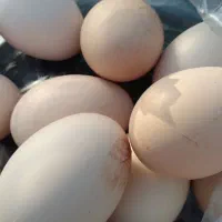 تخم مرغ محلی ارگانیک